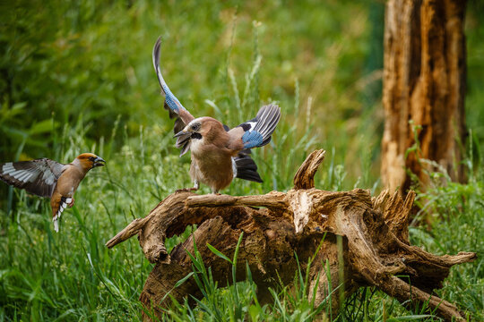 Vogelkampf