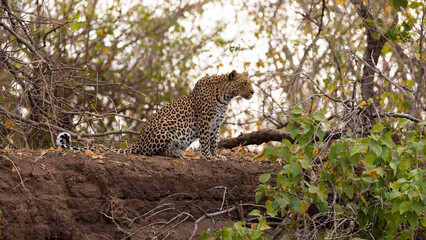 a female leopard in the wild