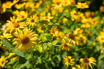 Natural floral background with yellow flowers