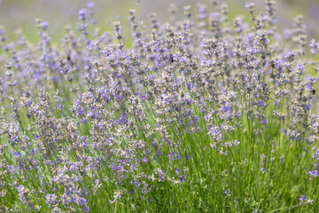 Blooming lavender branches on a lavender field