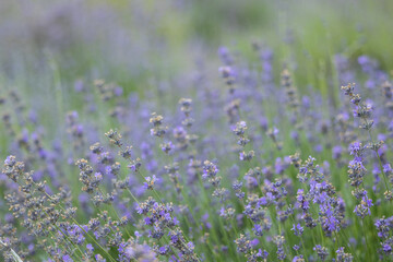 Natural floral background with lavender branches