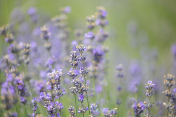 Lavender branches on a green meadow background
