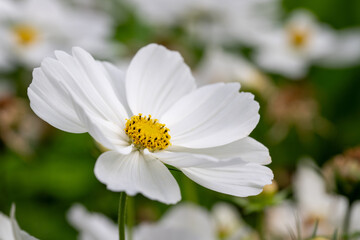 Fototapeta premium Nahaufnahme einer weißen Blüte mit gelber Mitte in natürlicher Umgebung