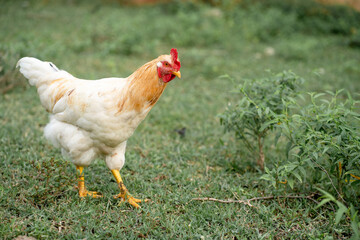White chicken