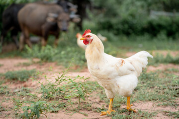 White chicken