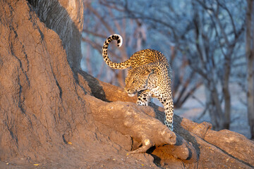 a leopard on a termite mound in golden light