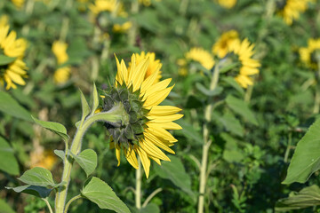 tournesol fleur