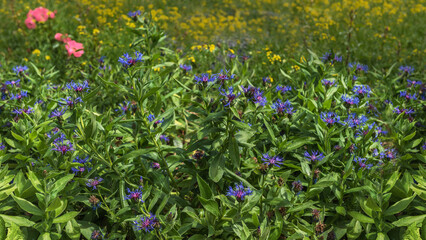 The mountain knapweed 'Coerulea' with delicate and tastefully shaped flowers