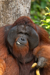 Orang-Utan Männchen