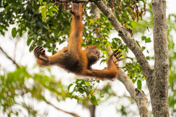 Junger Orang-Utan beim Klettern