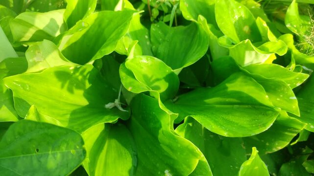 Green and fresh Kaempferia galanga plant. Kaempferia galanga, commonly known as kencur, aromatic ginger, sand ginger, cutcherry, is a monocotyledonous plant in the ginger family, and one of four plant