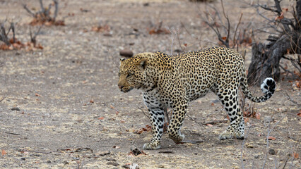 a mature male leopard walking through an open space