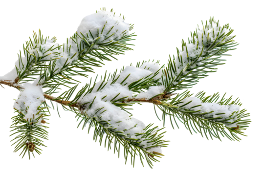 tree, christmas, winter, fir, pine, forest, nature,	
