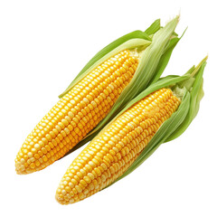 Fresh corn on the cob with green husks, isolated on white background.