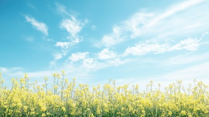 Obraz premium Golden barley field stretching toward the horizon, with space for copy or branding