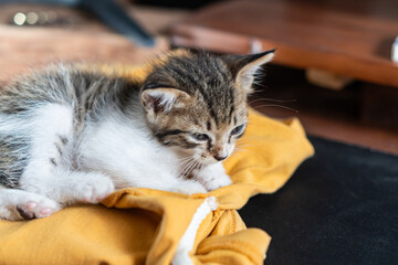 Adorable Kitten Resting on a Cozy Yellow Blanket