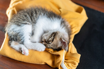 Adorable Kitten Sleeping Peacefully on Yellow Blanket