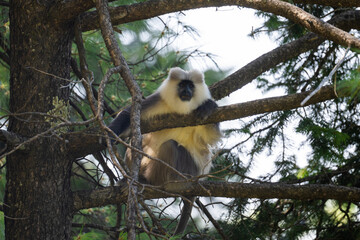 Himalayan Gray Langur in Forest