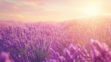 Sun-kissed lavender field in bloom, offering space for copy or design elements