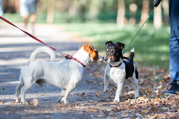 Two jack russel terriers on leashes meeting and sniffing each other in park. Walking with dog, dog...