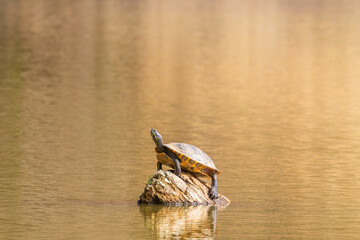 Tortuga tomando el sol sobre una roca en un lago. (Pseudemys concinna)