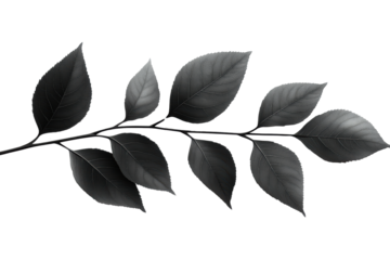 Black leaf branch on a white isolated background. transparent background