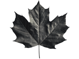 Black maple leaf on white isolated background. transparent background