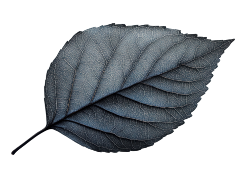 Black leaf with intricate detail on a white isolated background. transparent background