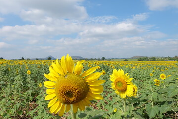 sunflower field with sky