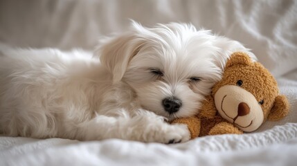 Adorable white puppy sleeping with a teddy bear on a cozy white blanket, showcasing a peaceful and heartwarming moment of rest.