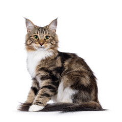 Sweet black tabby blotched Norwegian Forestcat kitten, sitting up side ways. Looking towards camera with mesmerising green eyes.