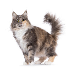 Adult blue tortie Norwegian Forestcat, standing facing front. Looking towards camera. Isolated on a white background.