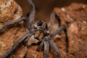 wolf spider on the ground