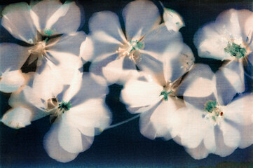 lumen print, geranium flowers, alternative photo processes