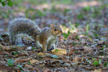 Squirrel in the park of Monza, Italy, at September