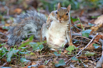 Squirrel in the park of Monza, Italy, at September