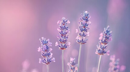 Fototapeta premium A soft-focus image of lavender flowers against a gentle purple background, creating a calming and serene atmosphere.
