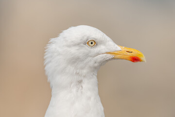 Portrait of a herring gull (Larus argentatus) in the cliffs of the Atlantic Ocean