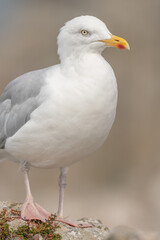Portrait of a herring gull (Larus argentatus) in the cliffs of the Atlantic Ocean