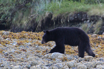 Schwarzbär auf Nahrungssuche auf Vancouver Island