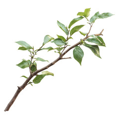 Branch with Green Leaves Isolated on White Background