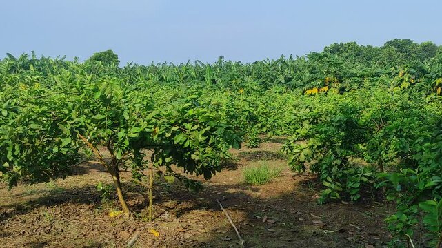 Guava (Psidium guajava) plantation or garden. Crops cultivated and planted at agriculture field. guava farming and cultivation concept. Guava trees.