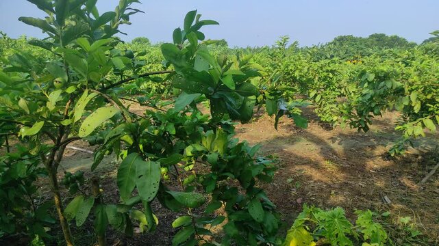 Guava (Psidium guajava) plantation or garden. Crops cultivated and planted at agriculture field. guava farming and cultivation concept. Guava trees.