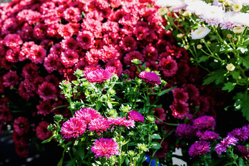 Background with beautiful autumn flowers asters