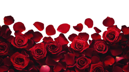 PNG Red roses and petals border