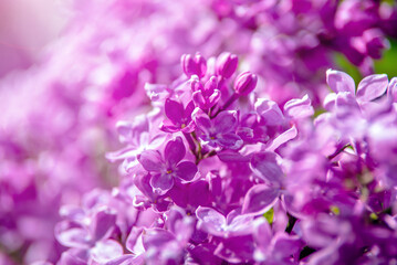 Fototapeta premium Pink lilac blooms in the Botanical garden