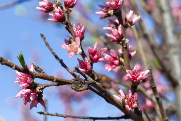 Pink flowers on branches of a peach tree in a sunny day