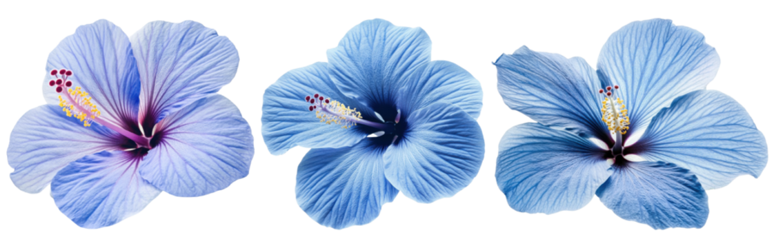 PNG Three beautiful blue hibiscus flowers on a white isolated background.