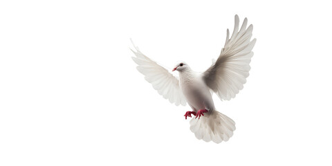 Fototapeta premium White dove flying isolated Png, transparent without background.