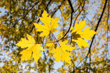 Colorful fall leaves in Fridley Minnesota along the Mississippi River at Riverview Heights Park on a beautiful autumn day in bright sunlight with backlit leaf cluster